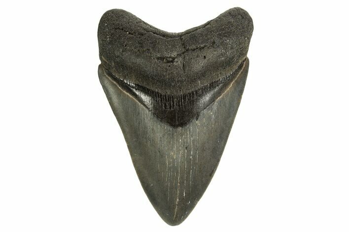 Fossil Megalodon Tooth - Georgia #332834